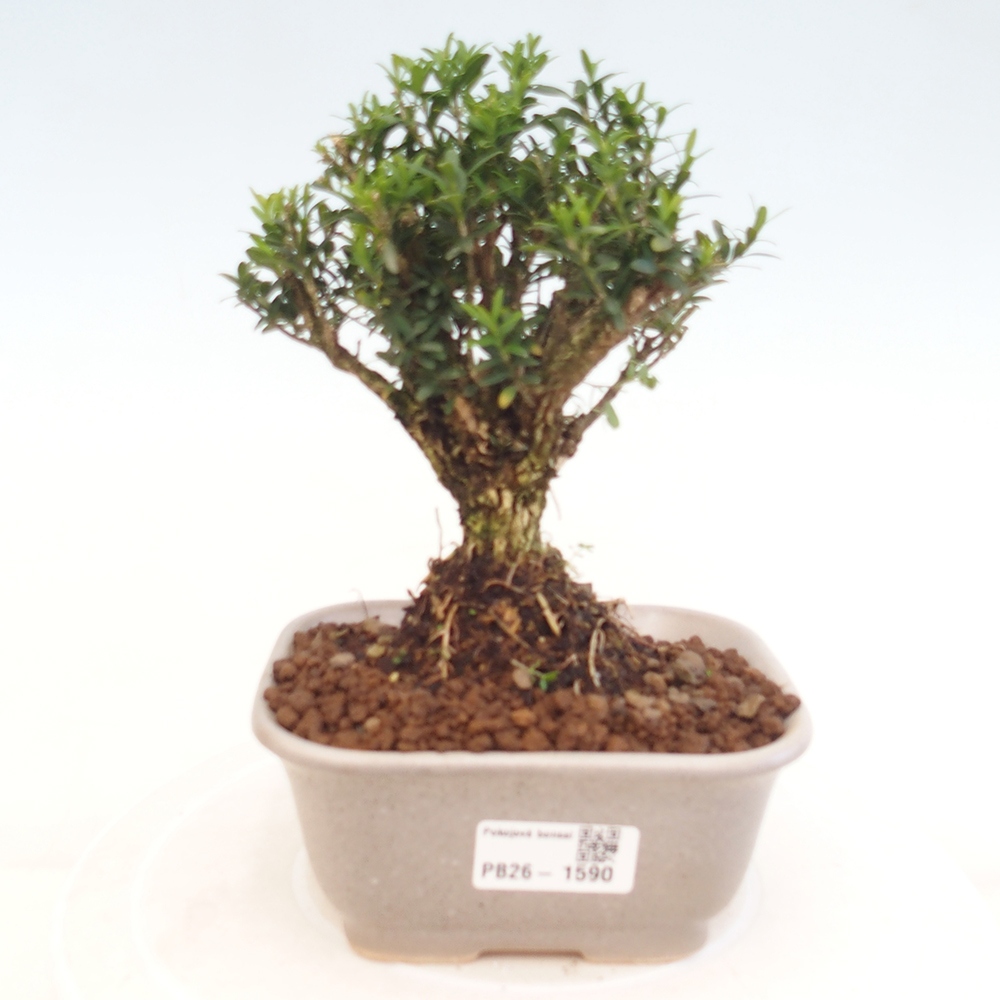 Room bonsai - Buxus harlandii - cork buxus