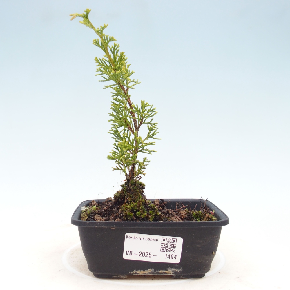 Outdoor bonsai - Juniperus chinensis Itoigawa - Chinese juniper