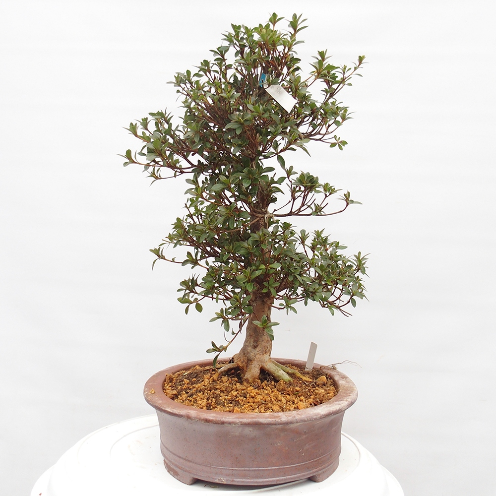 Outdoor bonsai - Japanese Azalea - Azalea Hanatsuzuri