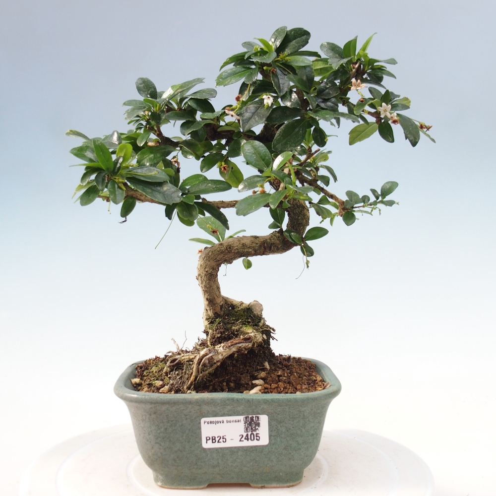 Indoor bonsai - Carmona macrophylla - Fuki tea