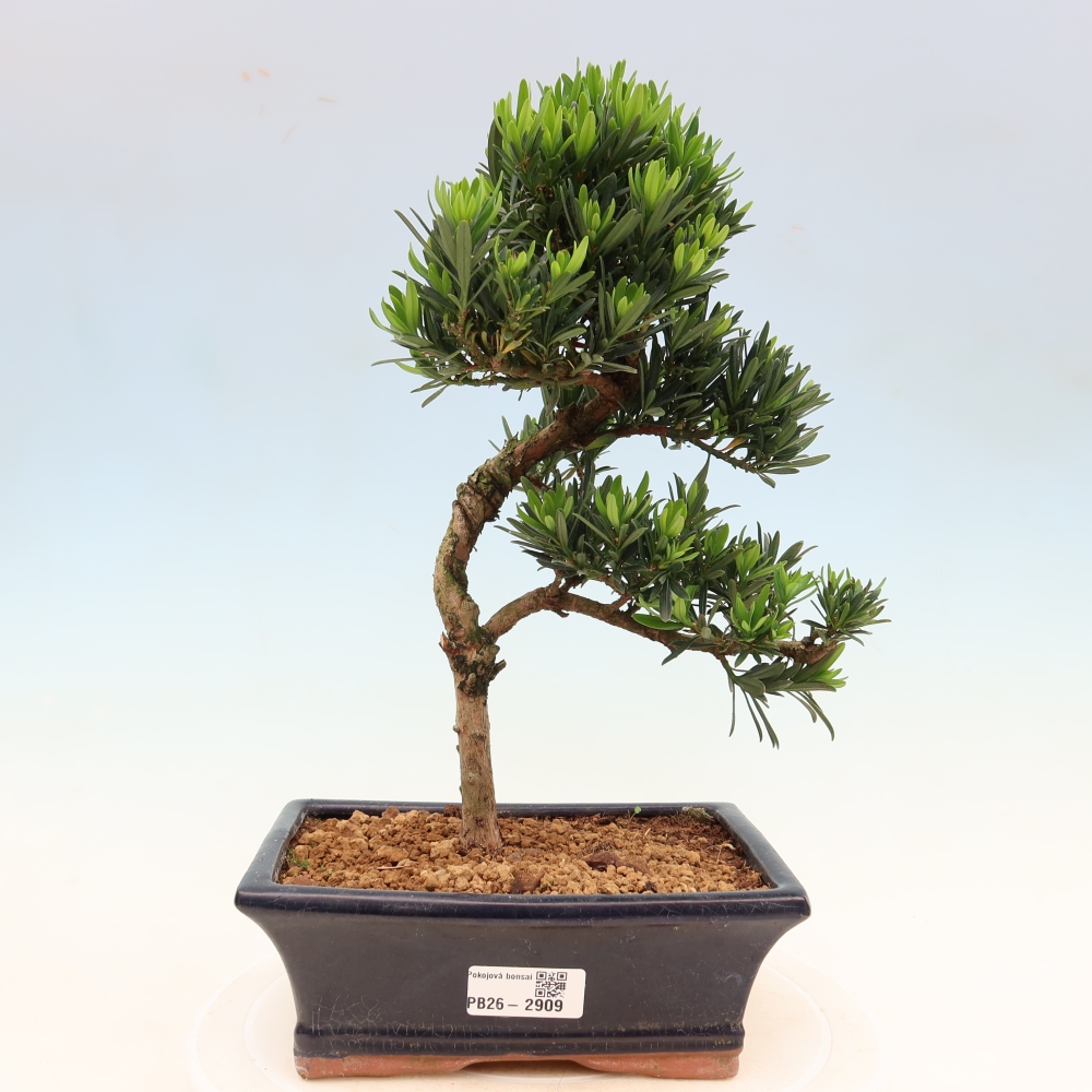 Room bonsai - Podocarpus - Stone Yew