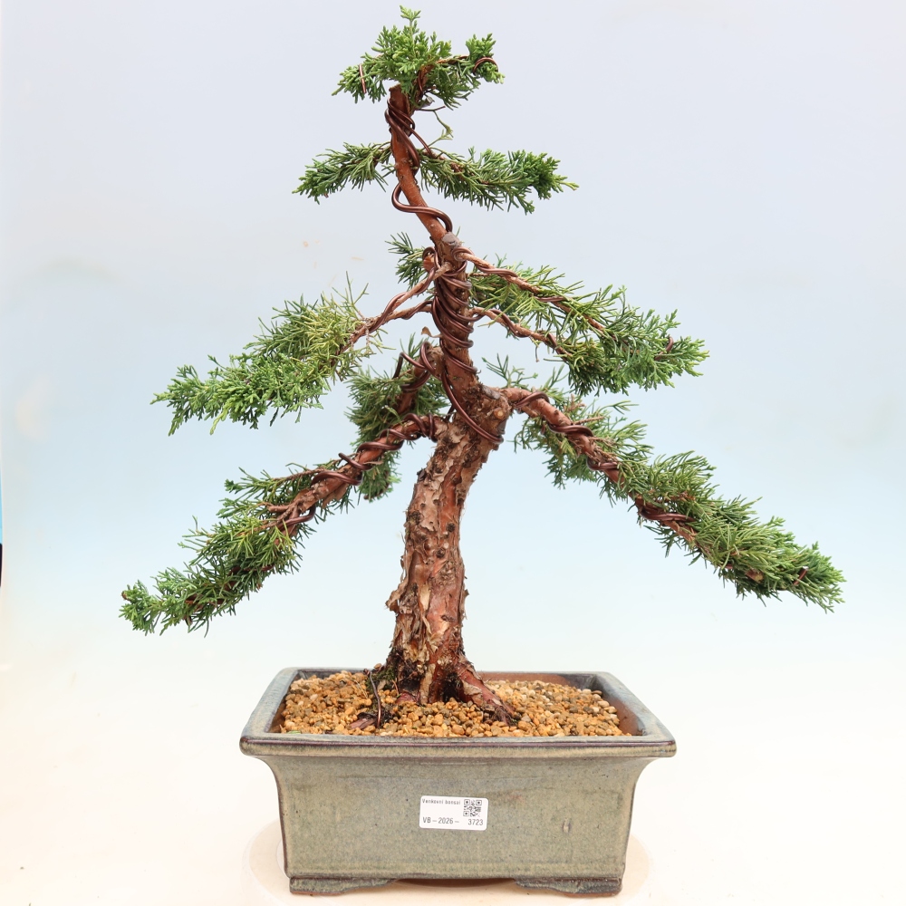 Outdoor bonsai - Juniperus chinensis Kishu