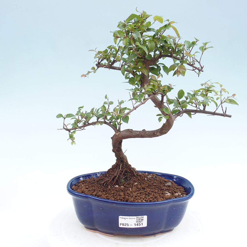 Indoor bonsai - Sagerécie thea - Sagerécie thea