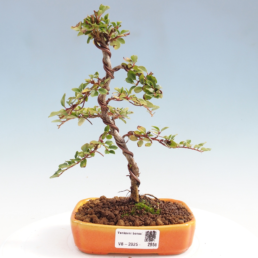 Outdoor bonsai - Cotoneaster horizontalis - Rock tree