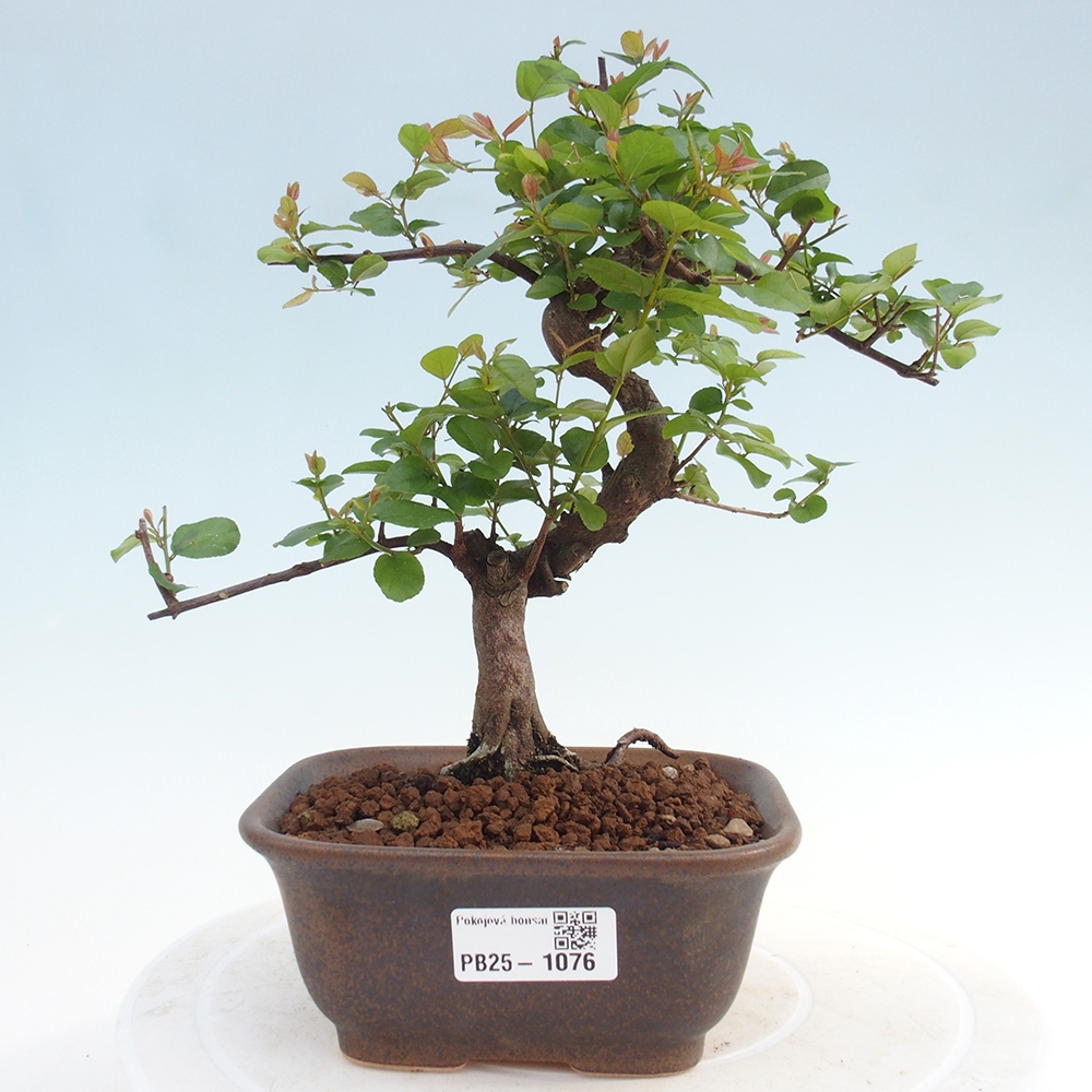 Indoor bonsai - Sagerécie thea - Sagerécie thea
