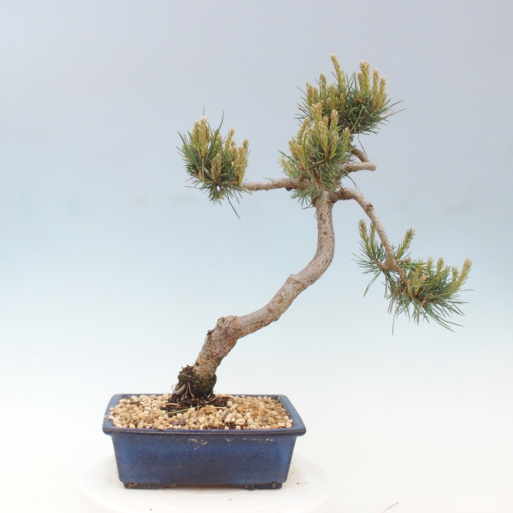 Outdoor bonsai - Pinus Sylvestris - Scots pine