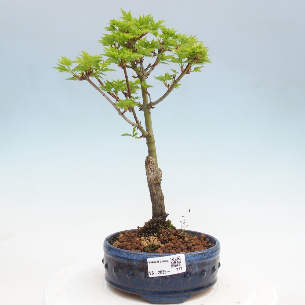 Outdoor bonsai -Javor palm Acer palmatum Shishigashira