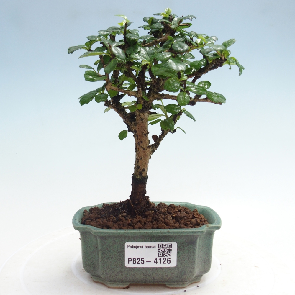 Room bonsai - Carmona macrophylla - Tea fuki