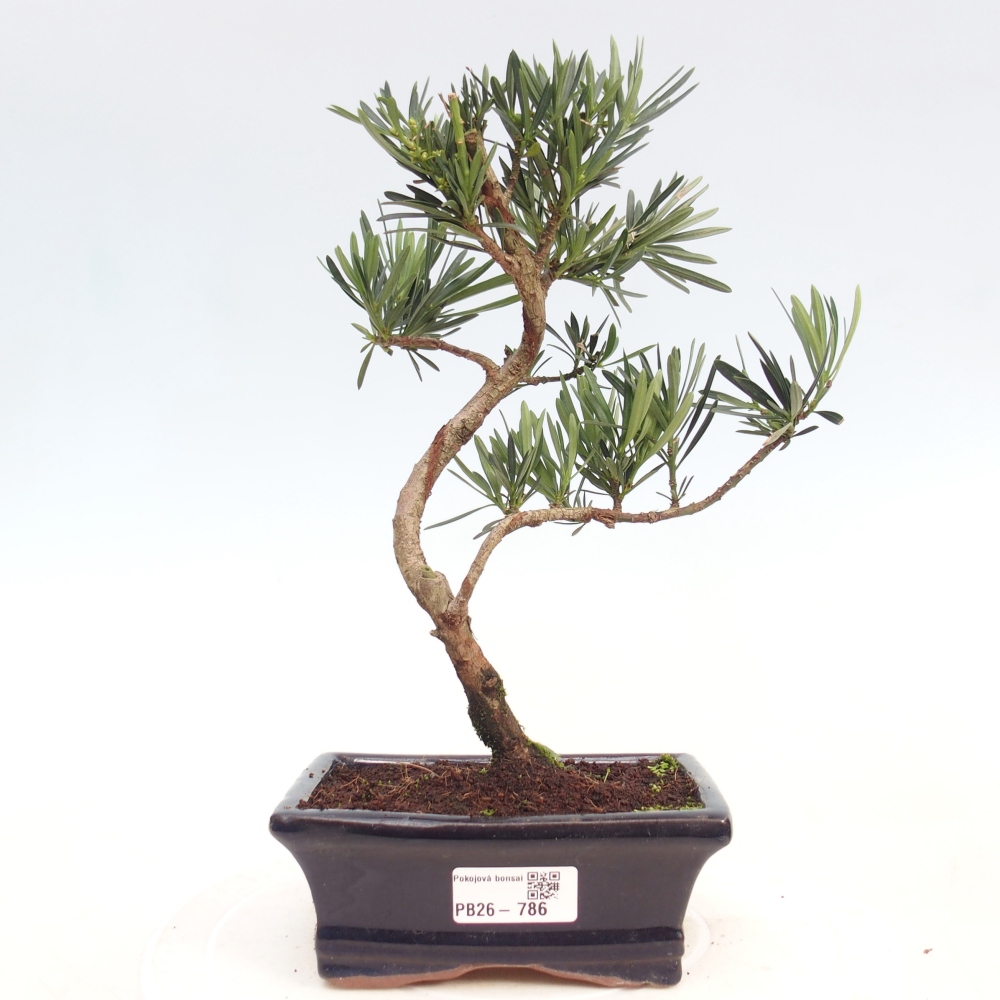 Room bonsai - Podocarpus - Stone Yew