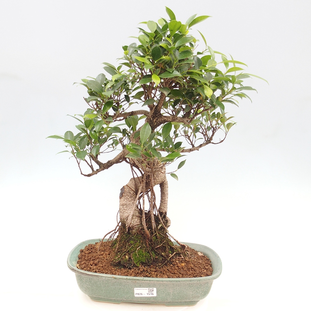 Room bonsai - Ficus kimmen - small-leaved ficus