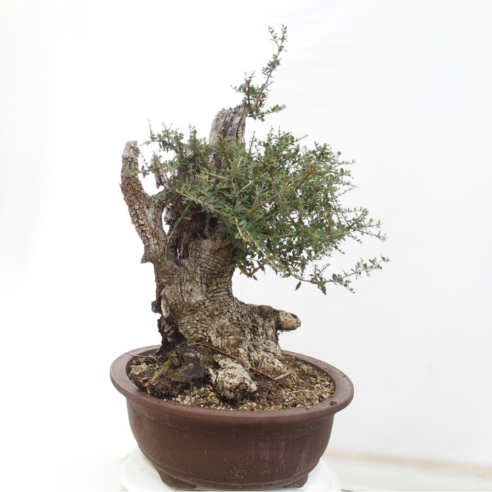 Indoor bonsai - Olea europaea sylvestris - European small-leaved olive oil