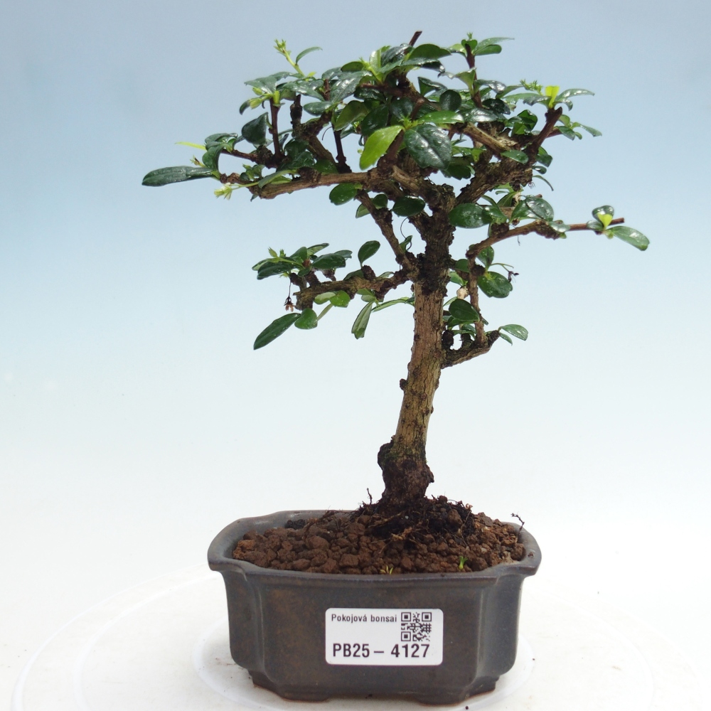 Room bonsai - Carmona macrophylla - Tea fuki
