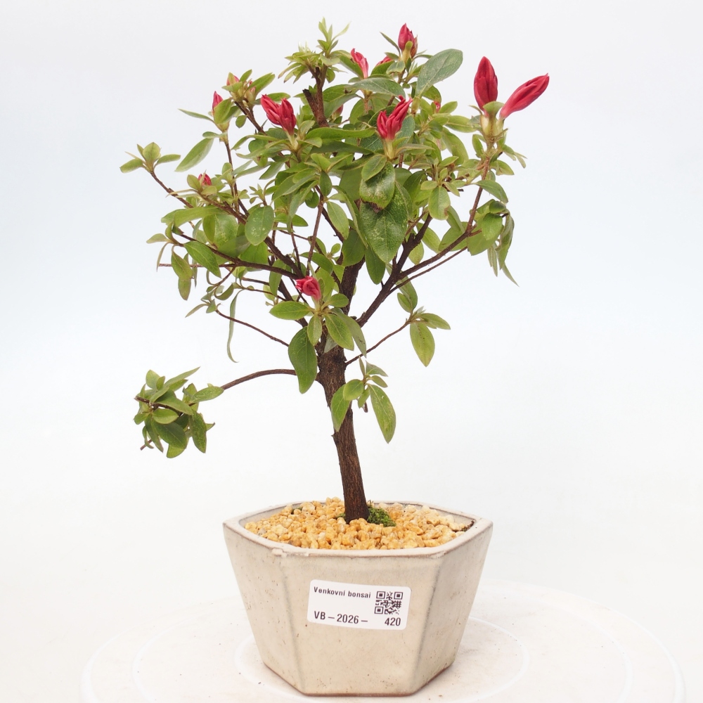 Outdoor bonsai - Japanese azalea - Azalea sp.