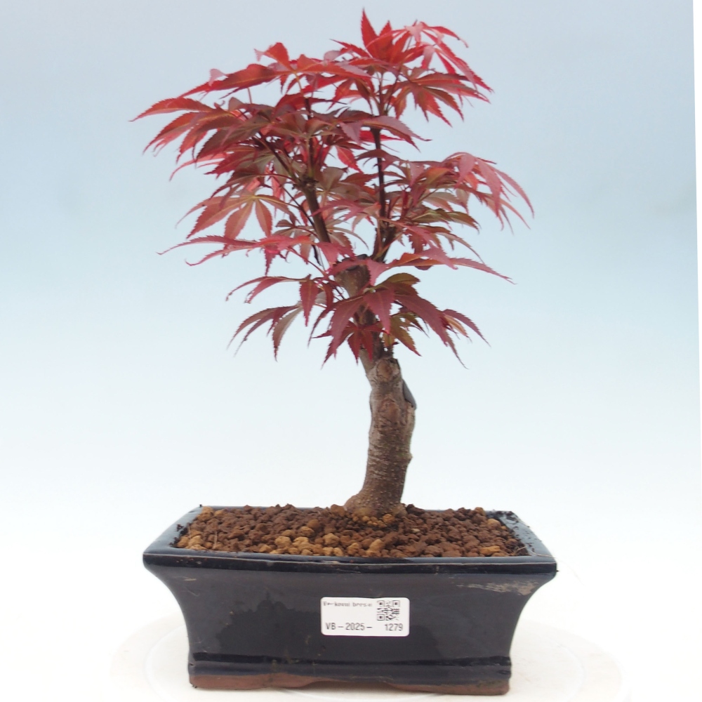 Outdoor bonsai - Acer palm. Atropurpureum-Palmleaf Maple