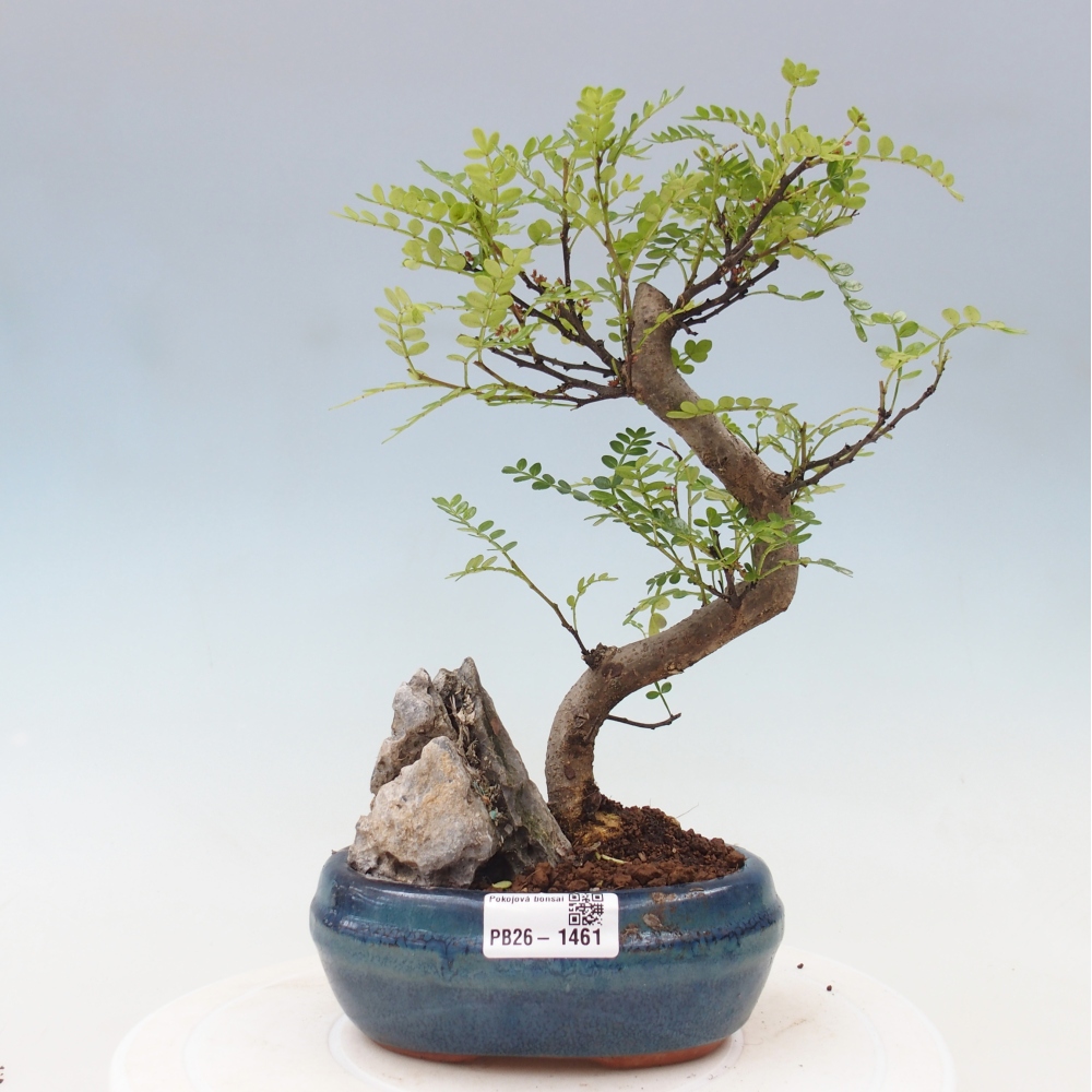 Room bonsai - Zantoxylum piperitum - pepper tree
