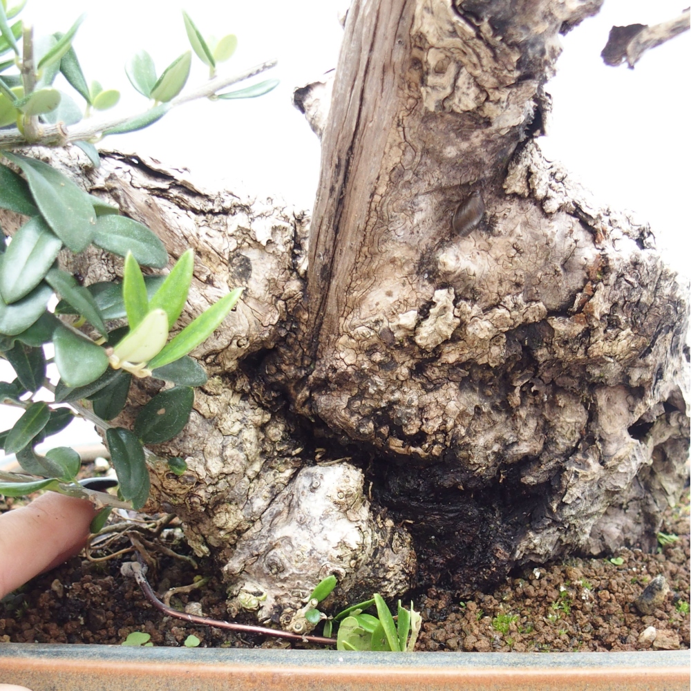 Indoor bonsai - Olea europaea sylvestris - European small-leaved olive oil
