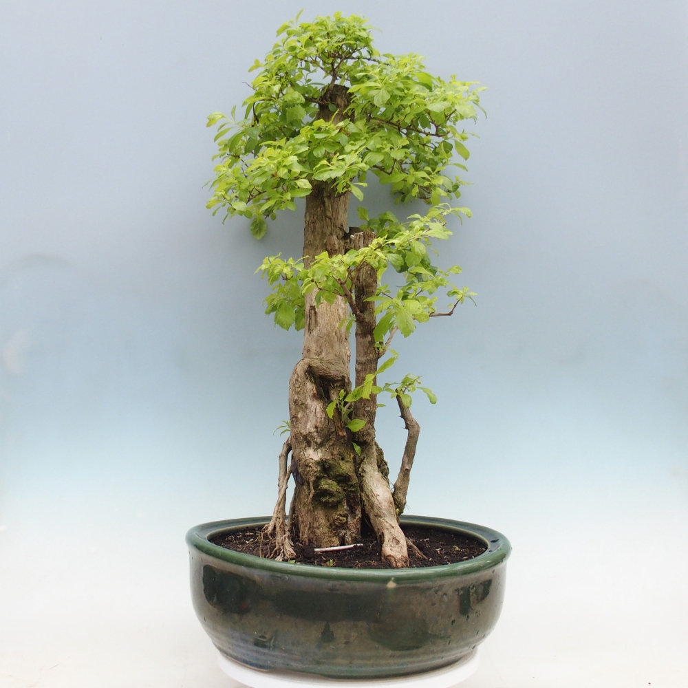 Room bonsai - Duranta erecta Aurea - PERSONAL COLLECTION ONLY or pallet transport