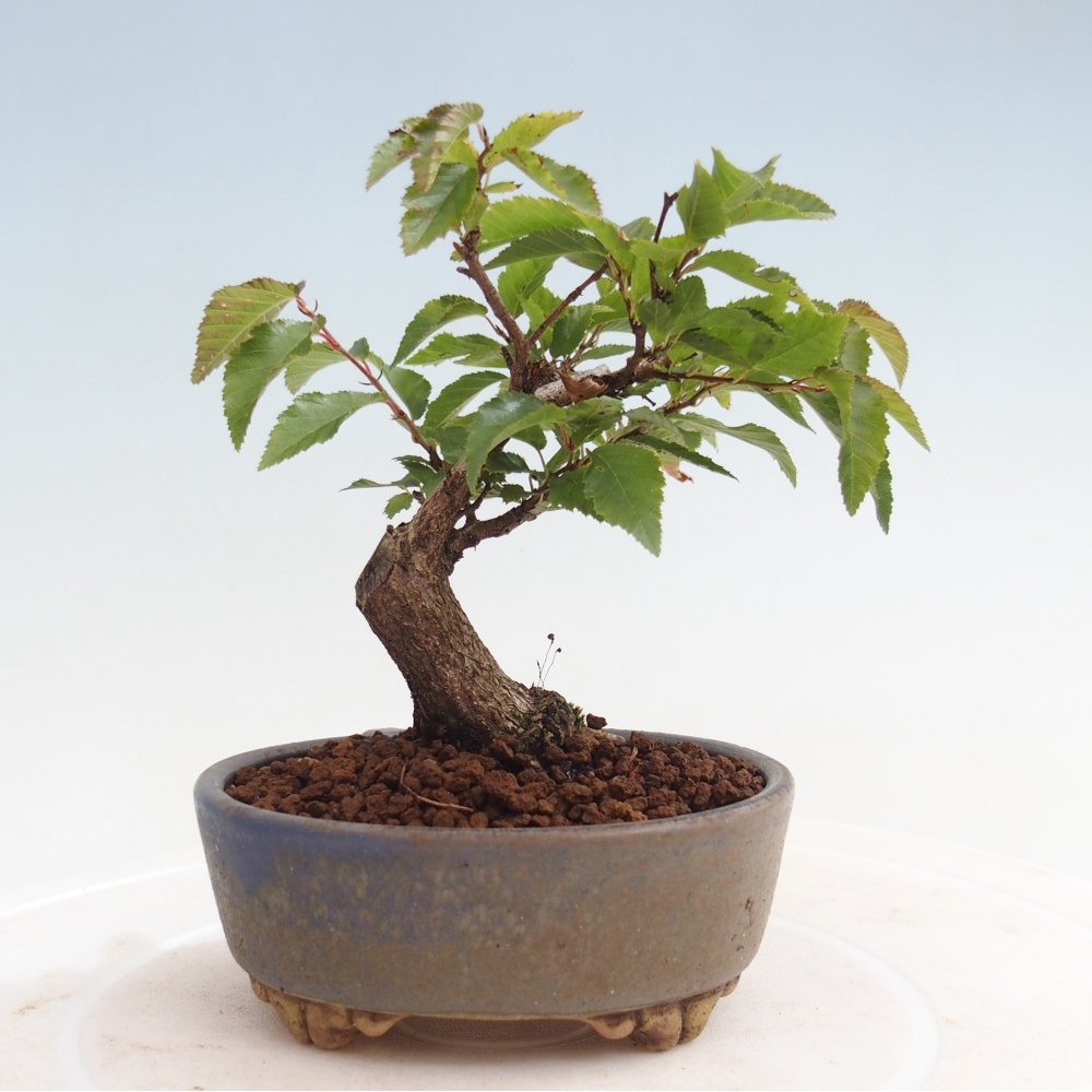 Outdoor bonsai -Carpinus CARPINOIDES - Korean Hornbeam