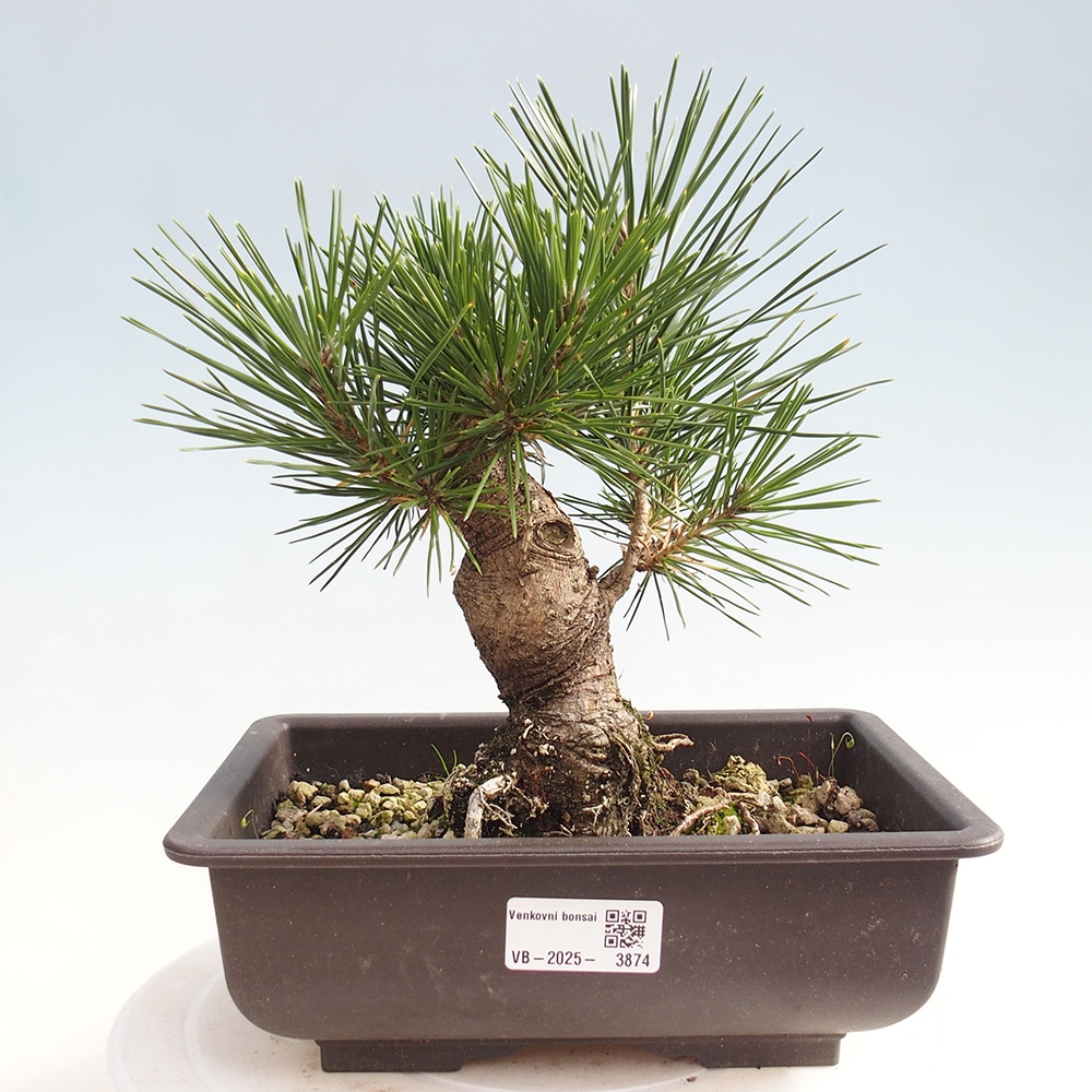 Outdoor bonsai - Pinus thunbergii - Thunberg pine
