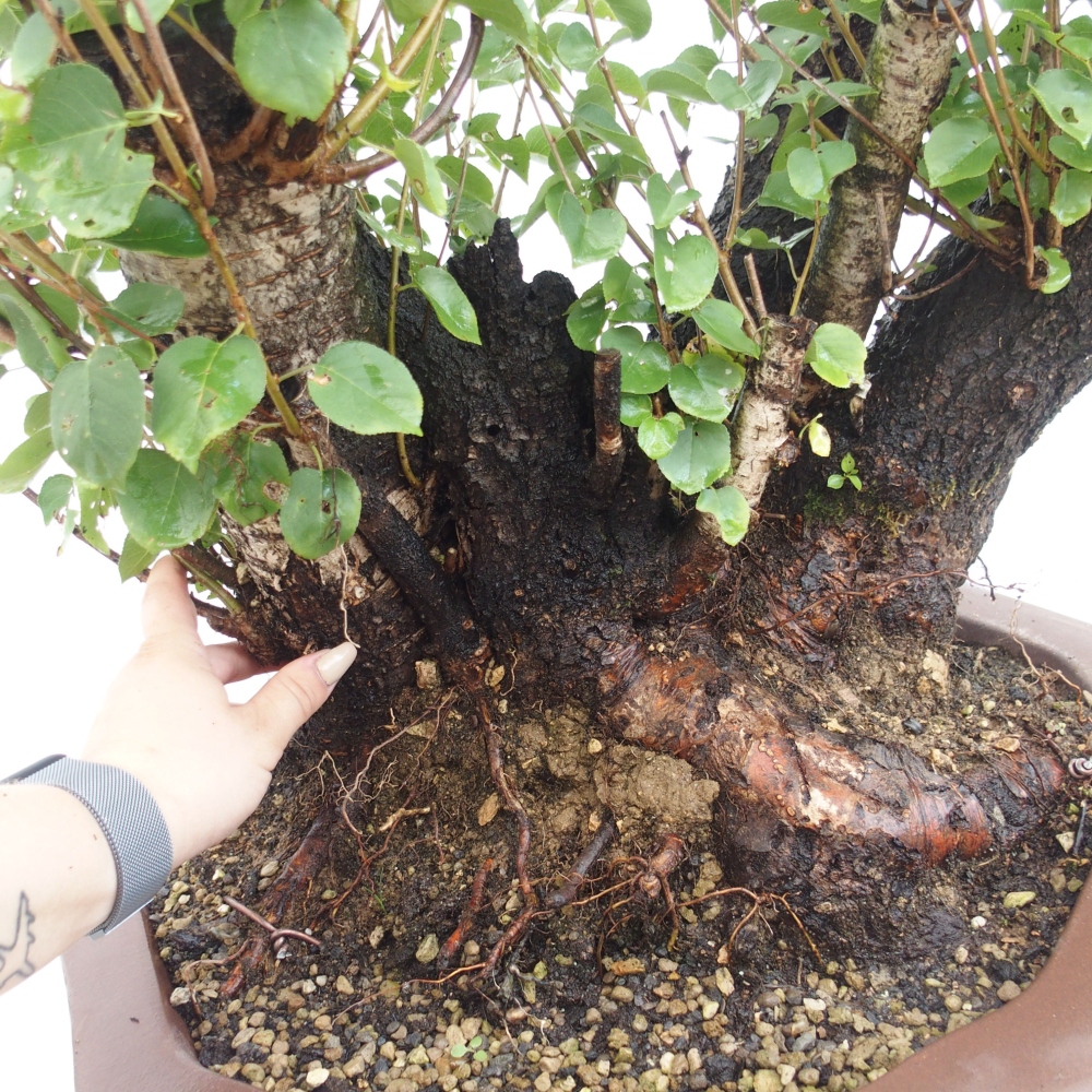 Outdoor bonsai - Mahalebka - Prunus mahaleb