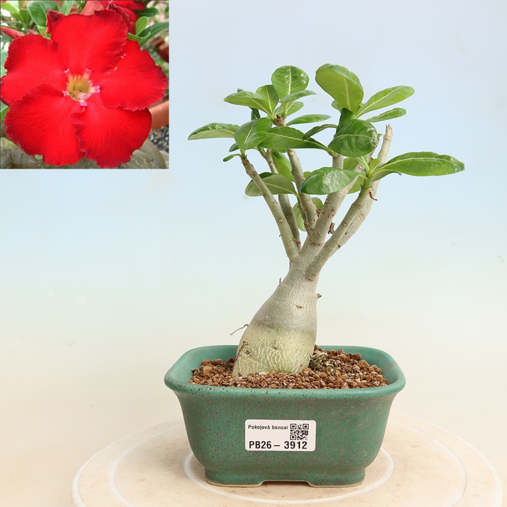 Indoor Bonsai - Adenium obesum Red Star - Desert Rose