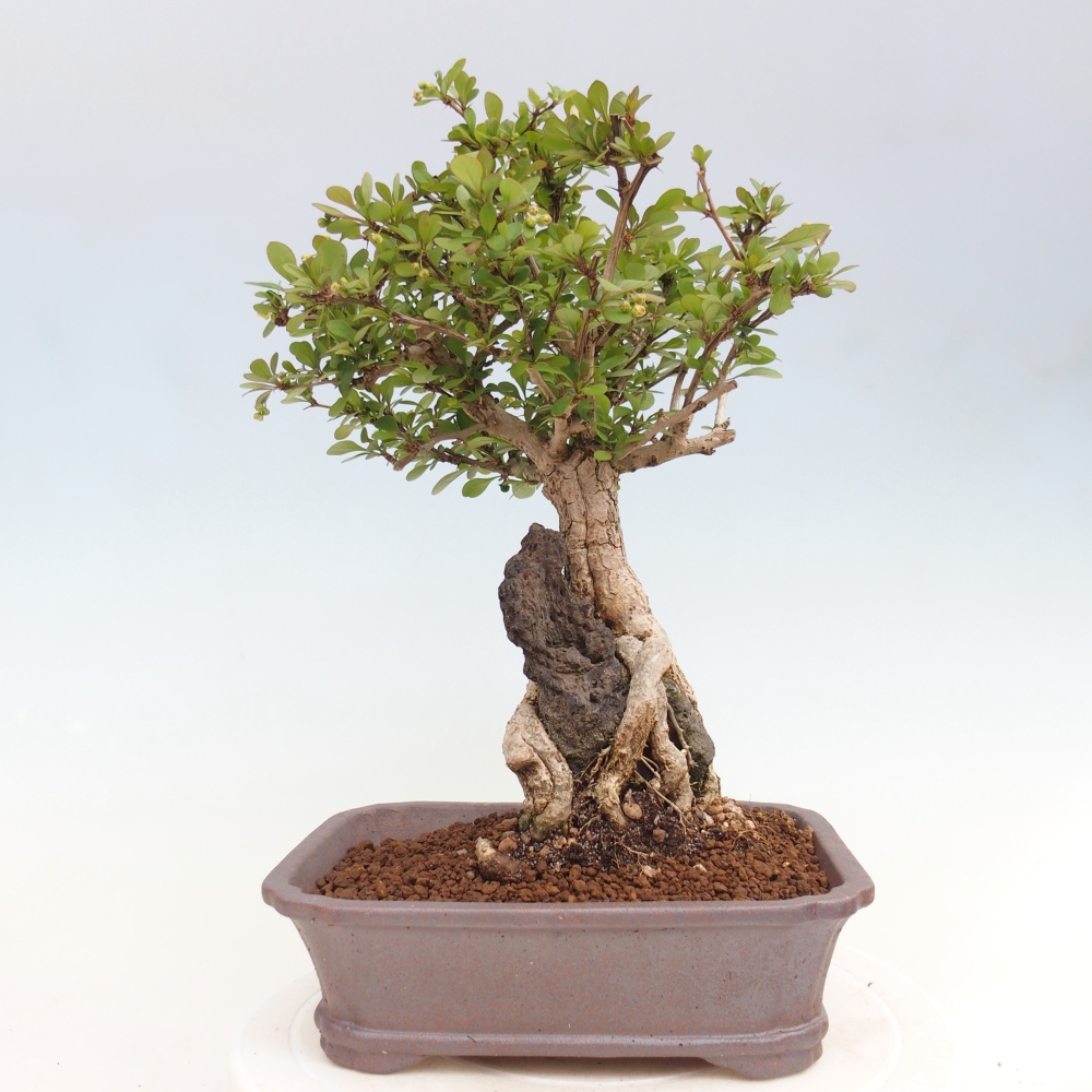 Outdoor bonsai - Berberis coreana