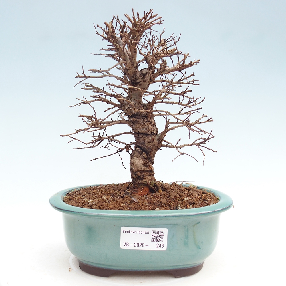 Outdoor bonsai - Zelkova - Zelkova NIRE