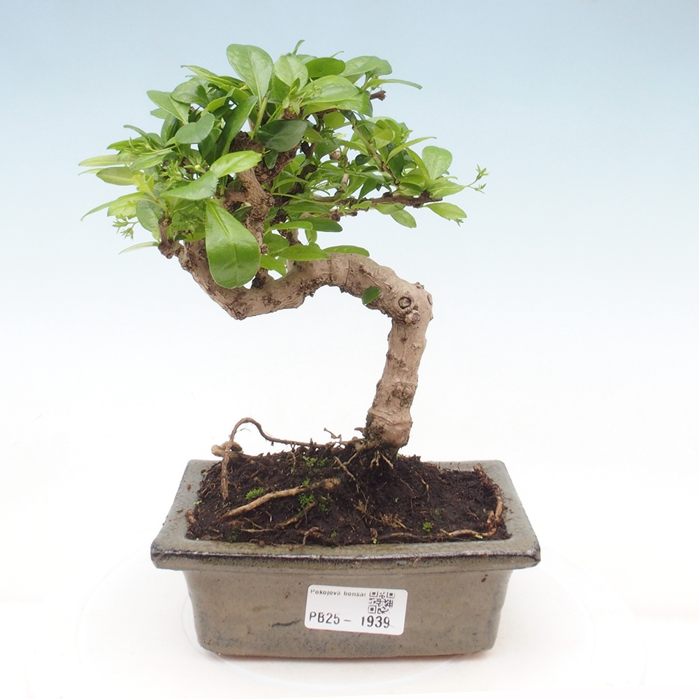 Indoor bonsai - Carmona macrophylla - Fuki tea