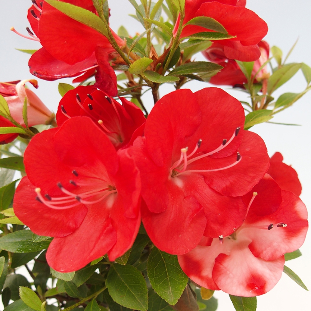 Outdoor bonsai - Japanese azalea - Azalea Benibeni