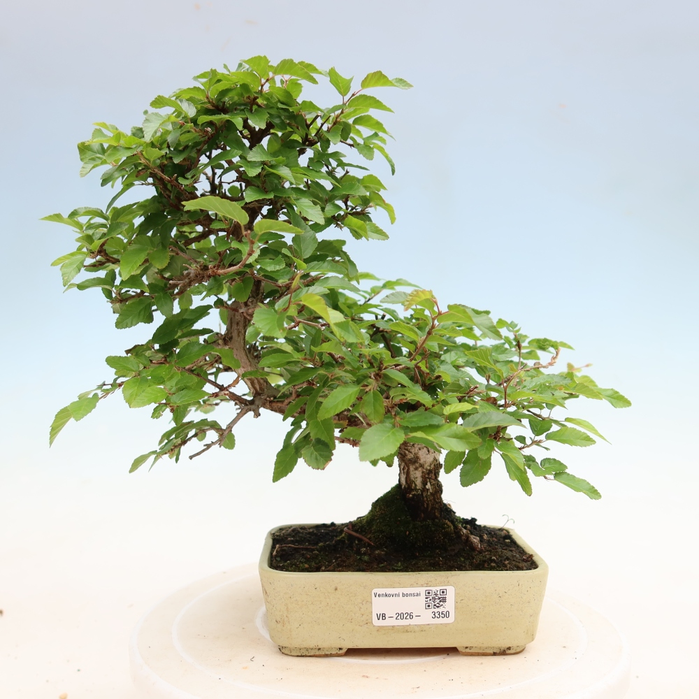 Outdoor bonsai -Carpinus coreana - Korean Hornbeam