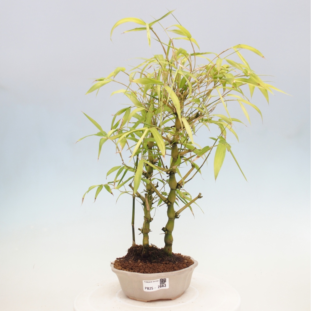 Indoor bonsai - Bamboo Buddha-Bamboo Buddha's belly
