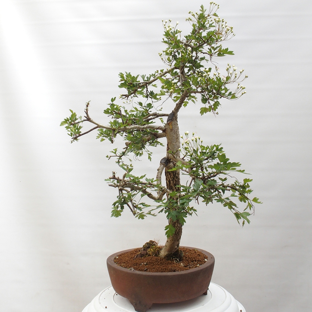 Outdoor bonsai - Hawthorn - Crataegus monogyna