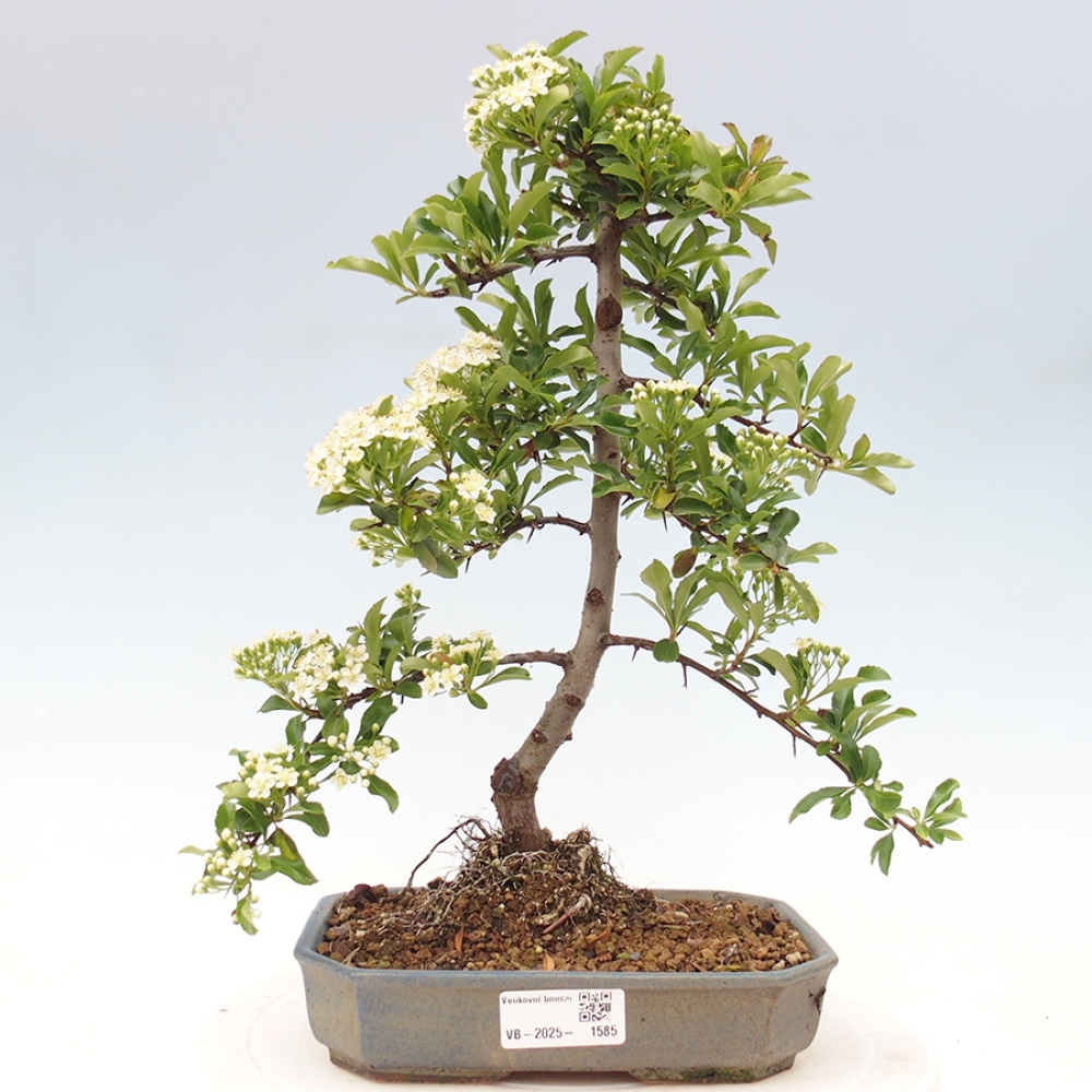 Outdoor Bonsai-Pyracanta Teton -Bakery