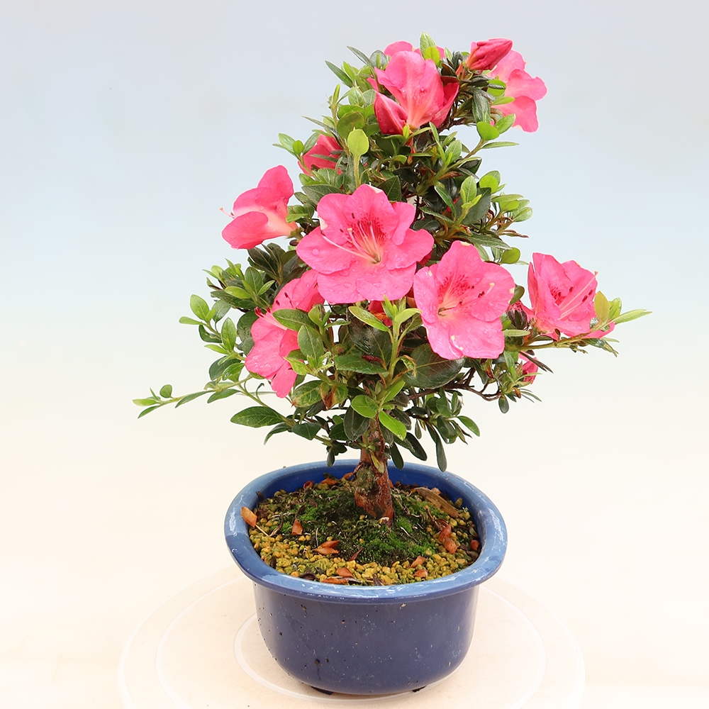 Outdoor bonsai - Japanese Azalea - Azalea Kobai