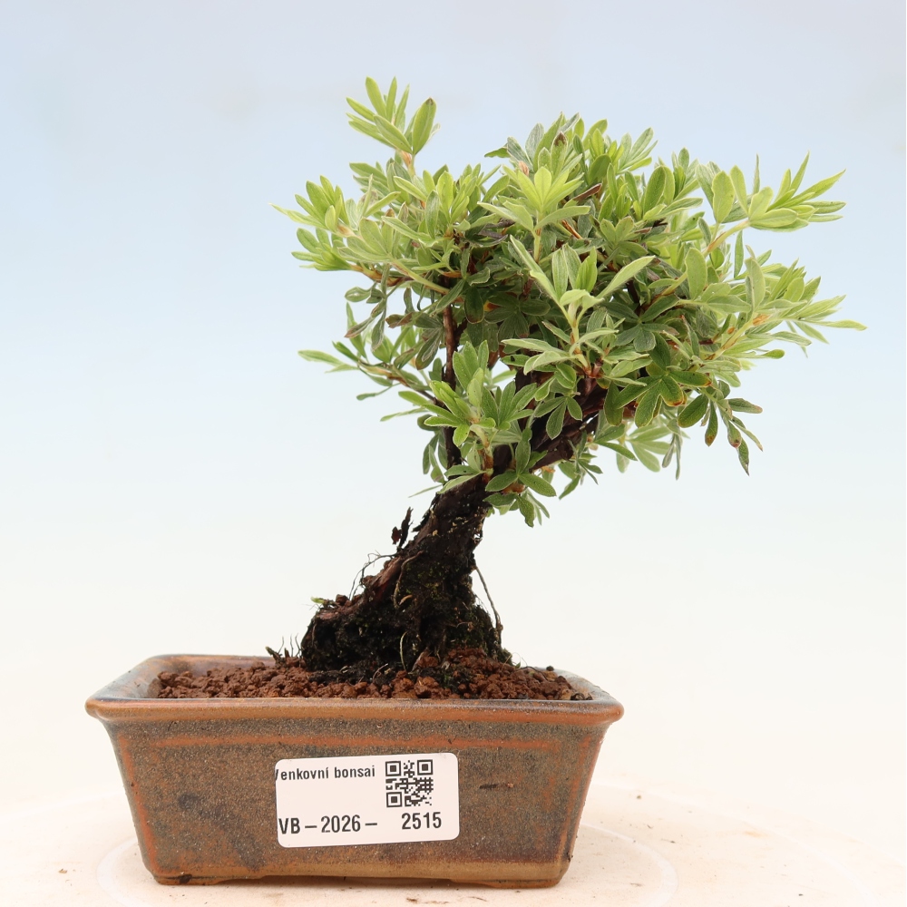 Outdoor bonsai - Potentila fruticosa