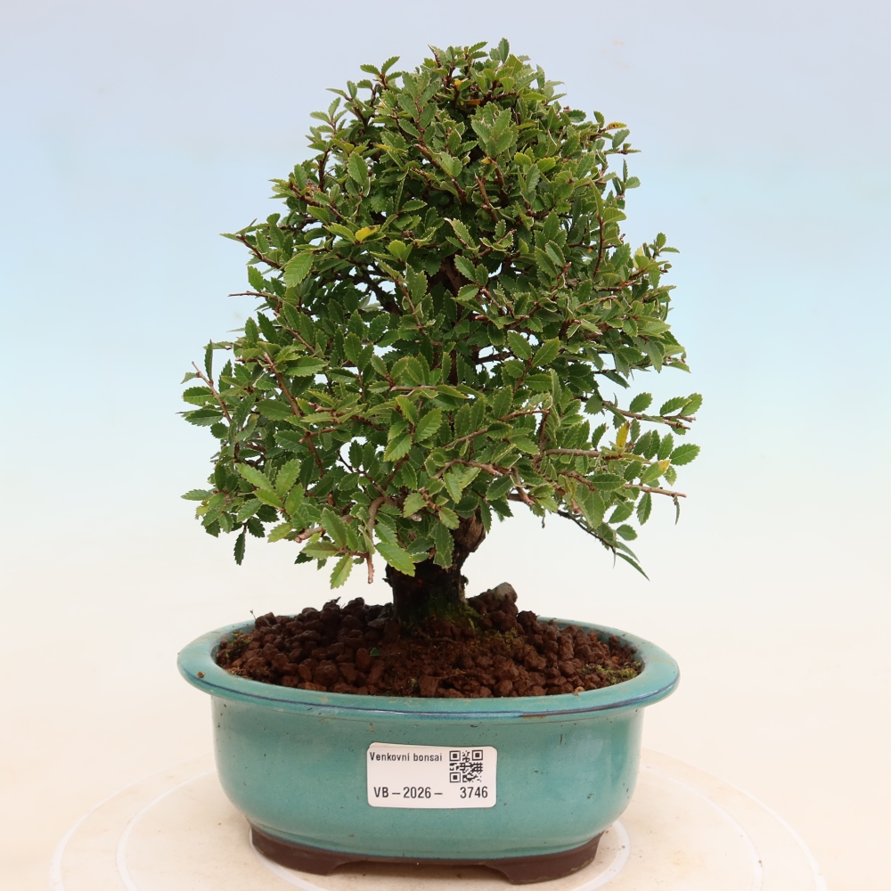 Outdoor bonsai - Zelkova - Zelkova NIRE