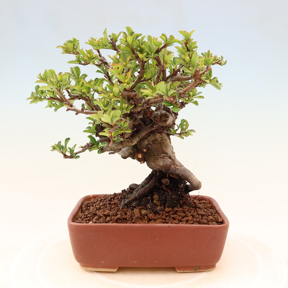 Outdoor bonsai - Chaneomeles speciosa Chojubai