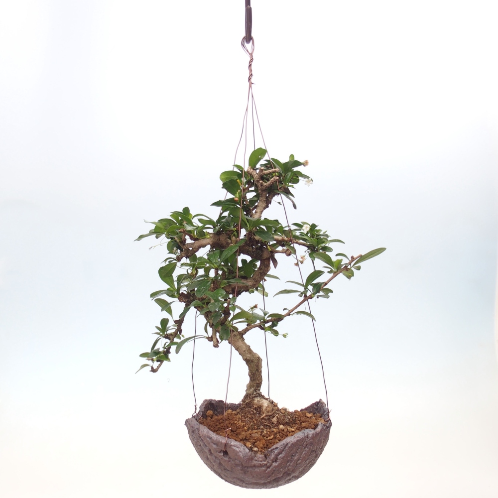 Kokedama in ceramics - Tea-fuki - Carmona macrophylla