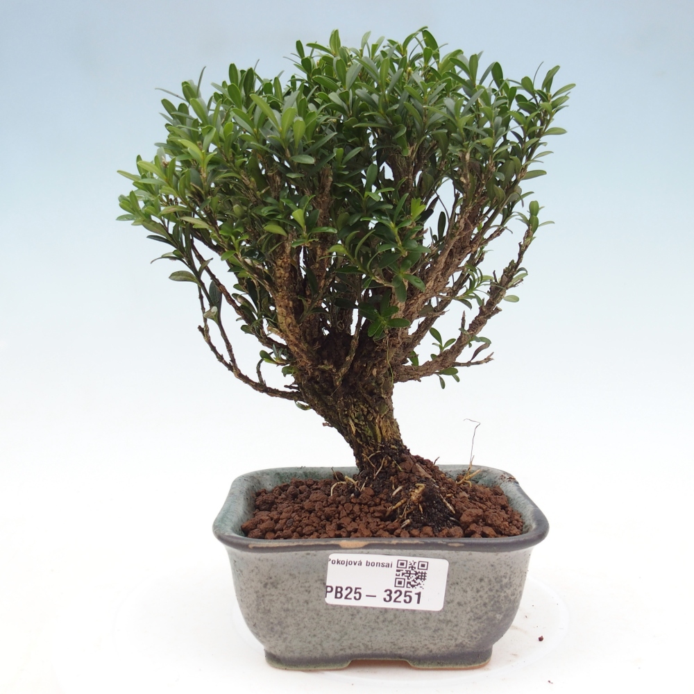 Room bonsai - Buxus harlandii - cork buxus