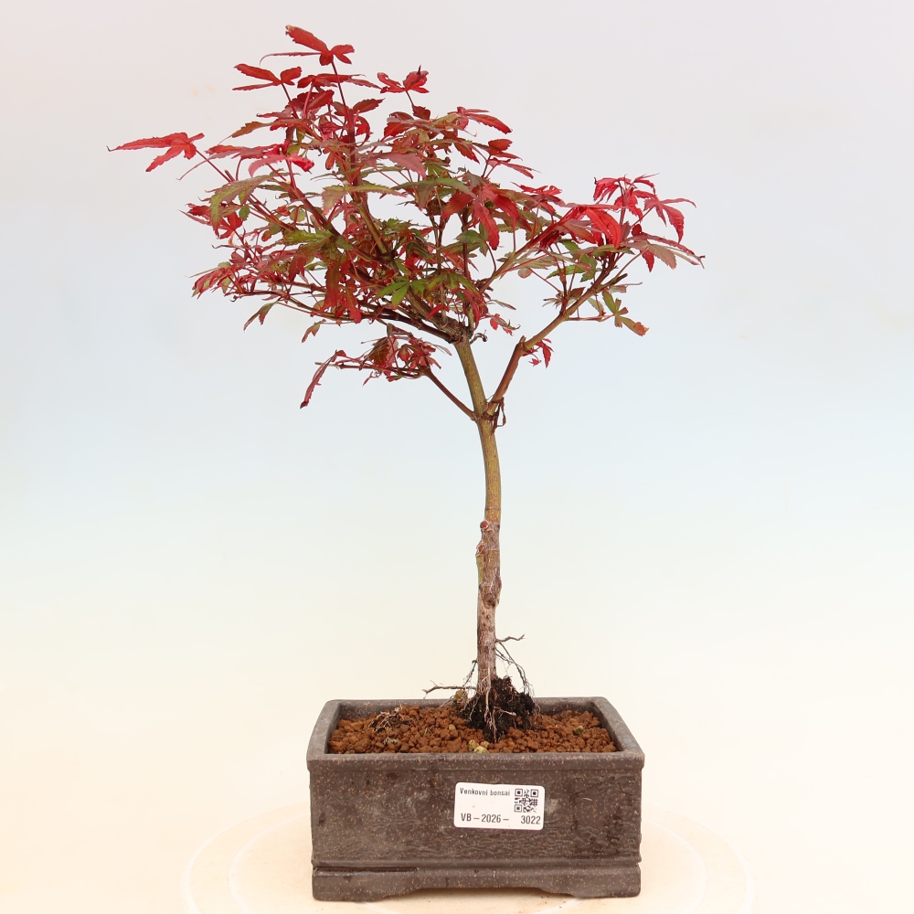 Outdoor Bonsai - Japanese Maple - Acer palmatum 'Berry Broom' 