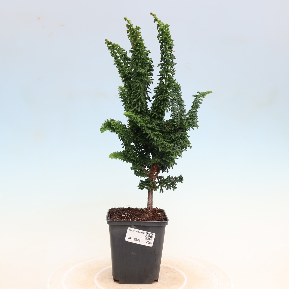 Outdoor bonsai - Cham. obtusa SEKKA HINOKI - Cypress