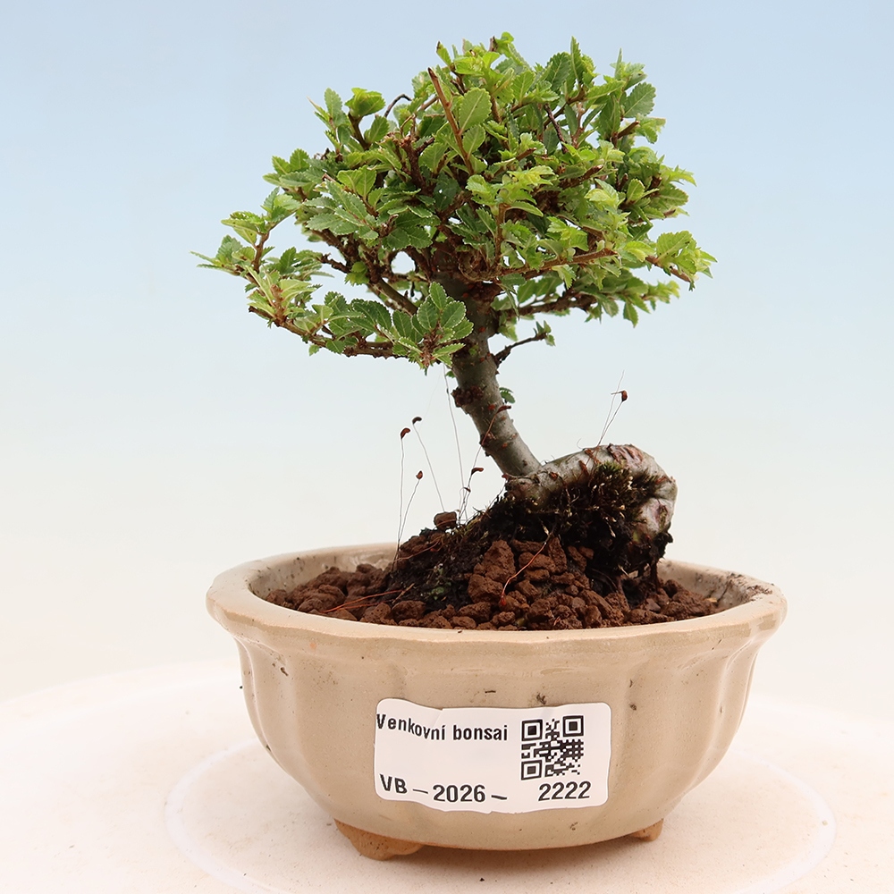 Outdoor Bonsai - Ulmus parvifolia 'Sagei' - Small-leaved Elm