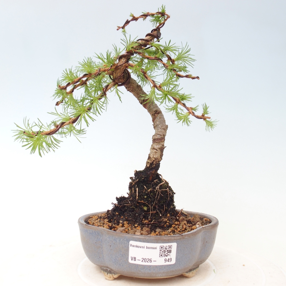 Outdoor bonsai - Larix Kaempferi - Japanese Larch