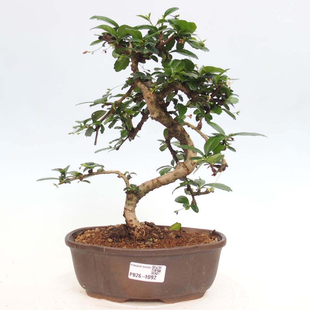 Room bonsai - Carmona macrophylla - Tea fuki