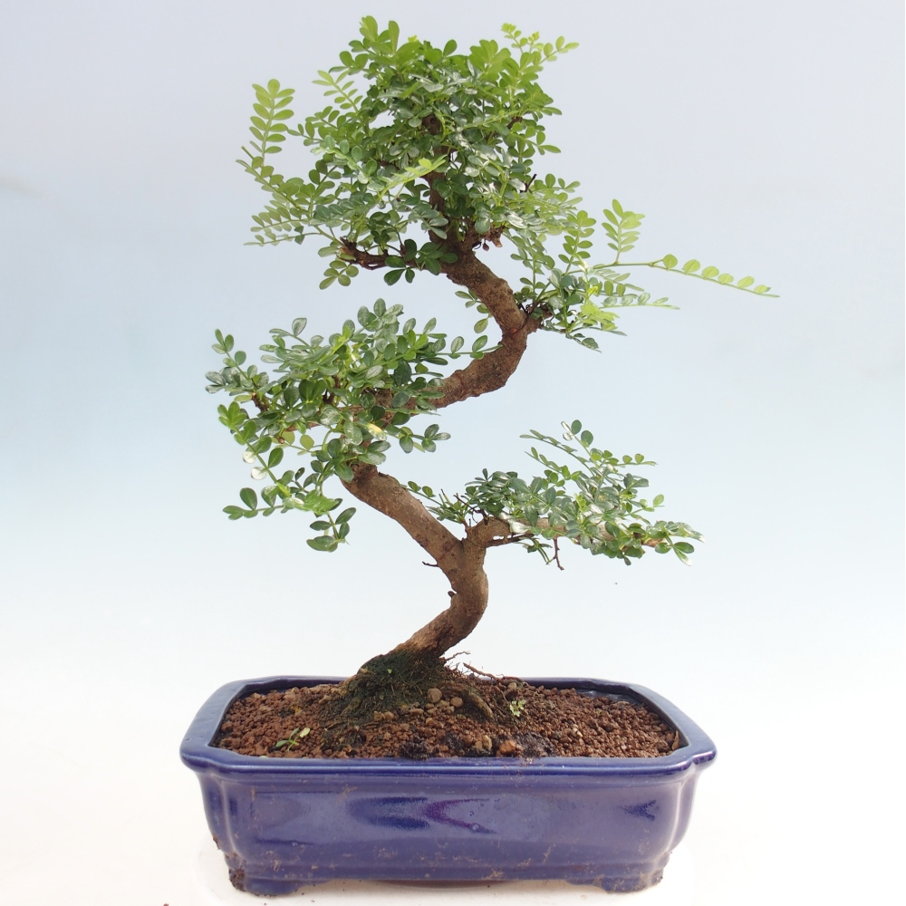 Room bonsai - Zantoxylum piperitum - pepper tree