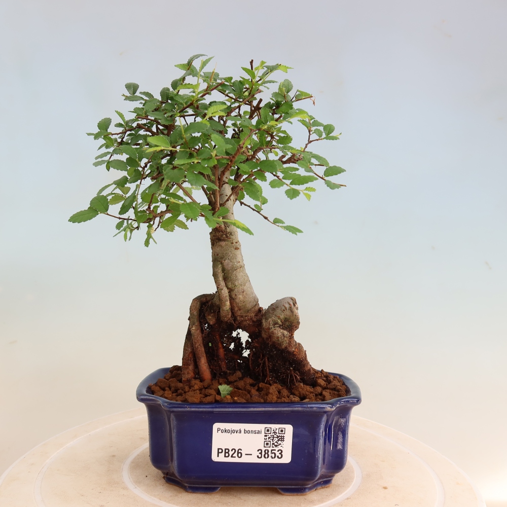 Room bonsai - Ulmus parvifolia - Small-leaved elm