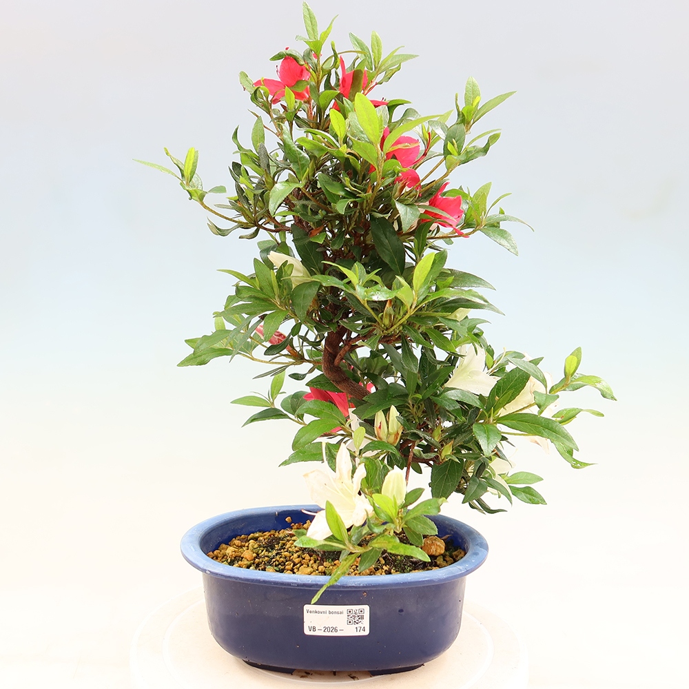 Outdoor bonsai - Japanese azalea - Azalea CHIHIRO