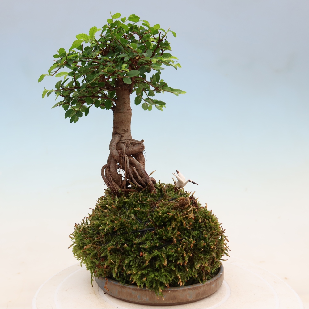 Kokedama with a saucer - Ulmus parvifolia - small-leaved elm