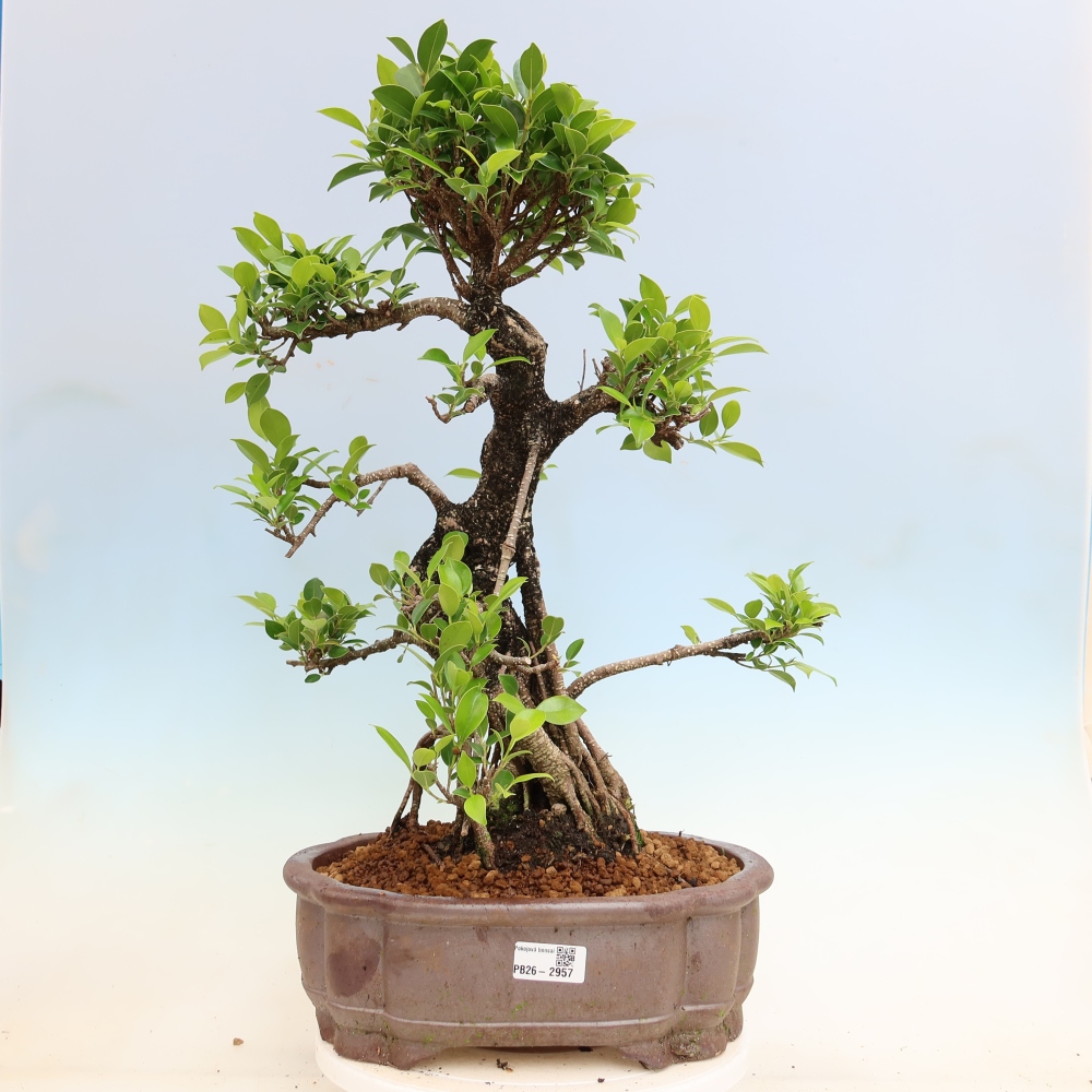 Room bonsai - Ficus kimmen - small-leaved ficus