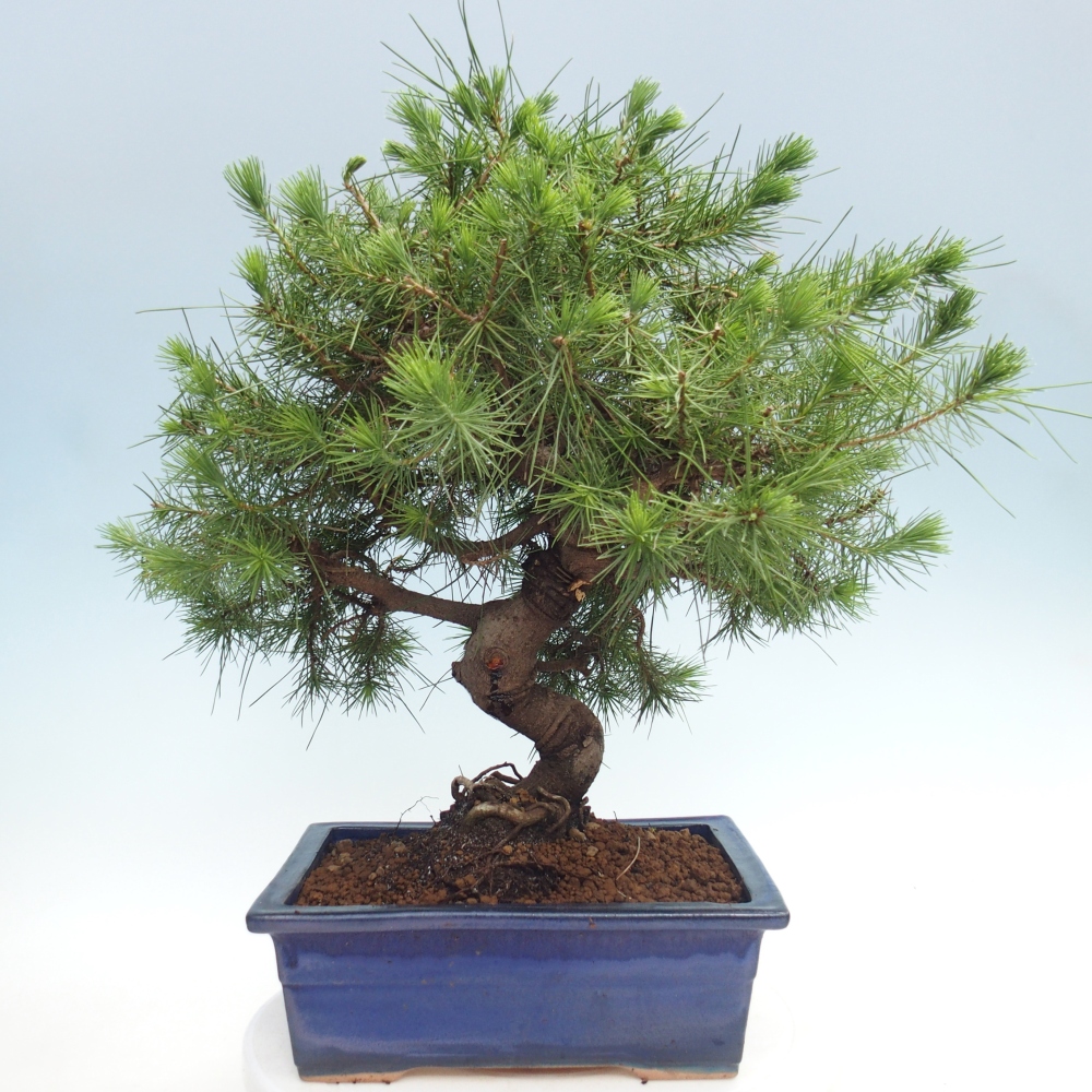 Room bonsai-Pinus halepensis-Pine of Aleppo